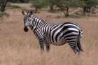 Portrait of a plains or common zebra-Equus quagga Samburu Game Reserve-Kenya Art Print